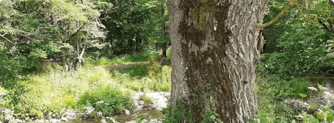 VTC Alternative Taxi Ambilly