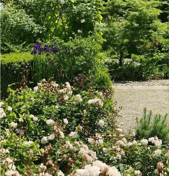 Roseraie de Gaillard